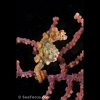 Barbiganti pygmy seahorse