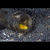 Yellowhead dwarf goby