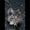 "Spearchucker" mantis shrimp 