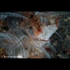 Brownstripe hydroid shrimp