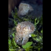 Dwarf cuttlefish