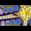 Sea star shrimp on base of pincushion starfish