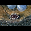 Unknown cowrie (likely to be juvenile) with flambouyant cuttlefish eggs