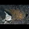 Freckled frogfish (white) with a hairy frogfish