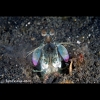 "Thumbcracker" mantis shrimp