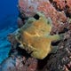 frogfish