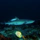 whitetip reef shark