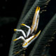 Squat lobster in crinoid