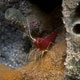 Cleaner shrimp