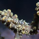 Crab on whip coral