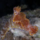 Nudibranch