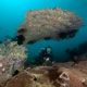 Sunken Island dive site