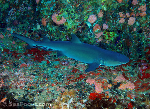 Reef shark on the Magnet