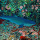 Reef shark on the Magnet