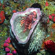 Lionfish sheltering in sponge