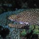 Whitemouth moray eel