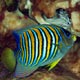 Regal angelfish