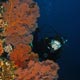 wall and diver