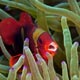 anemone fish