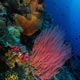 whip corals