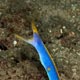 Blue ribbon eel