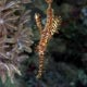 ornate ghost pipefish