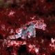 pygmy seahorse