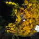 rhinopias