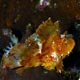Leaffish