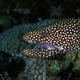 moray eel