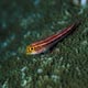 Goby on hard coral: