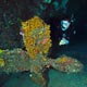 Molas wreck