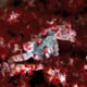 Barbiganti pygmy seahorse