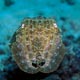 Cuttlefish