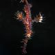 Ornate ghost pipefish