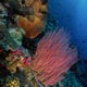 Reef at Tanjung Pisok