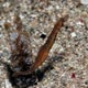 Pygmy pipehorse, Tanjung Bolung