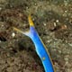 Blue ribbon eel