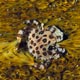 crab an a sea cucumber