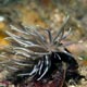 Nudibranch, possibly Phyllodesmium serratum