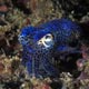 bobtail squid