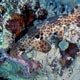 epaulette shark