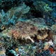 wobbegong shark