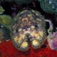 slipper lobster