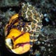 blue ringed octopus