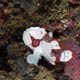 painted clown frogfish