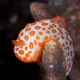 nudibranch