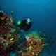 Indonesia diving