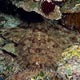 wobbeging shark