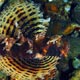 shortfin lionfish